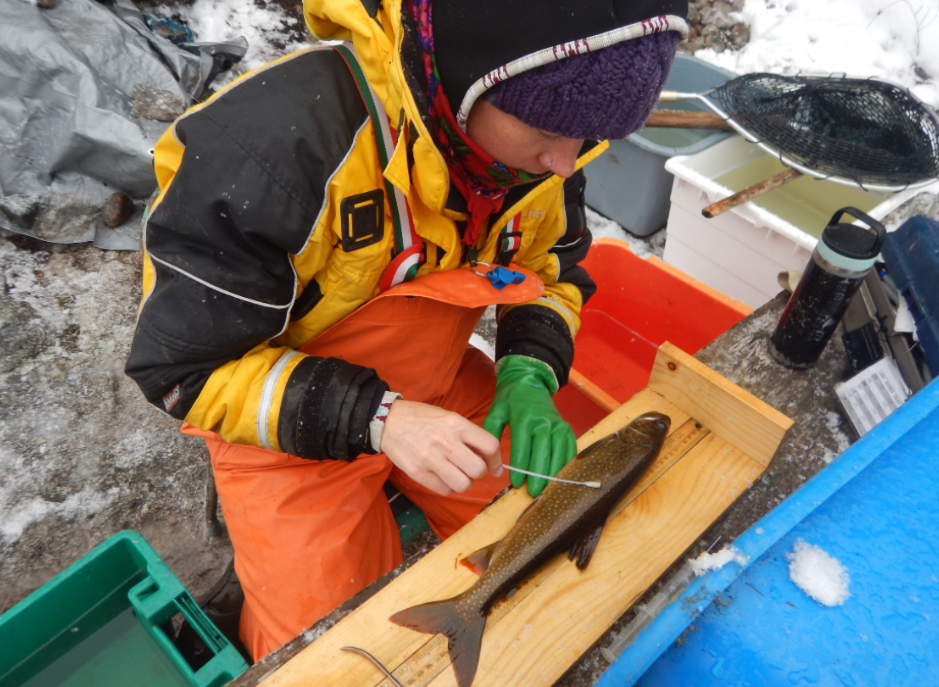 scientist swabs a fish on a wooden board with a swab