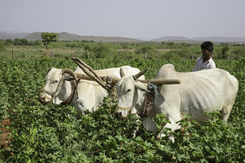 Indian cotton farmer with bullocks