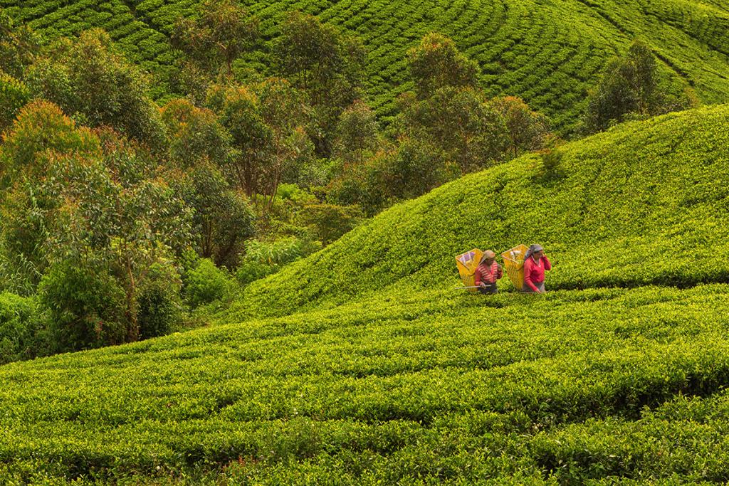 growing tea sustainably: examples from kenya, india, and sri lanka | international institute for sustainable development