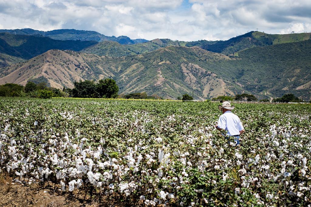 Farmer in a field of cotton