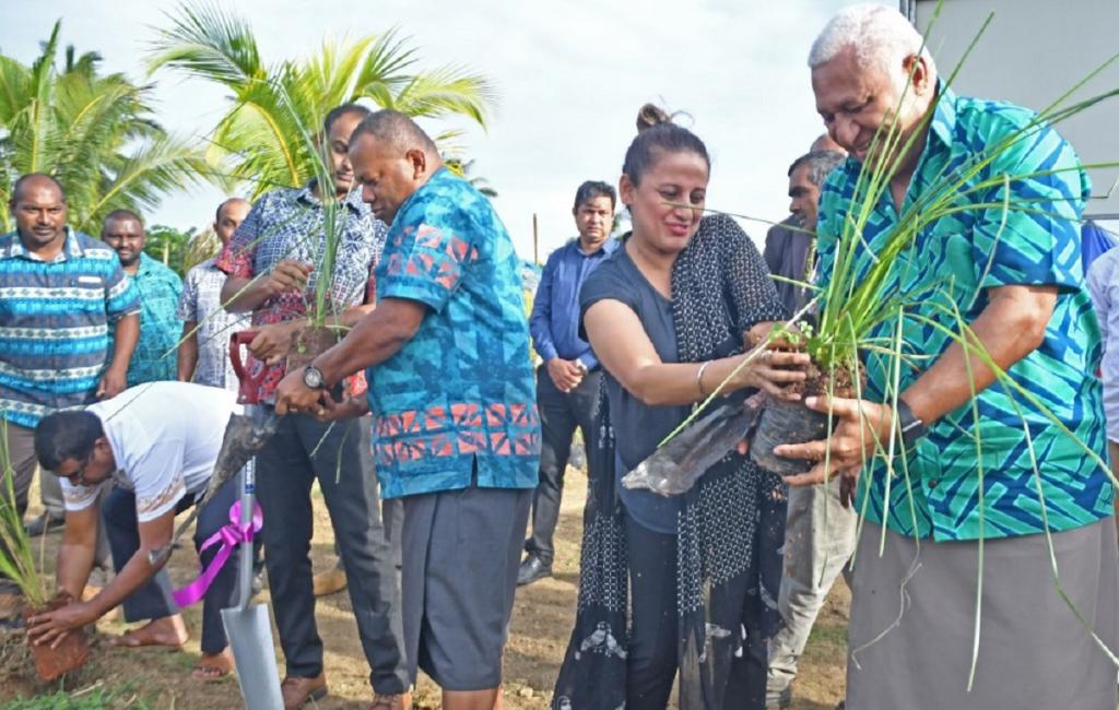 Planting vetiver grass in Fiji
