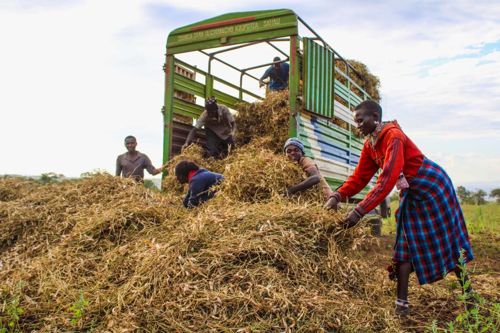 Women and men taking hay off a truck in Kenya