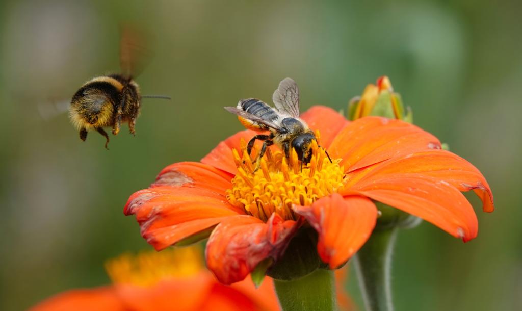 A leafcutter bee on a colourful sunflower in a summer garden with a bumblebee in flight in the foreground.