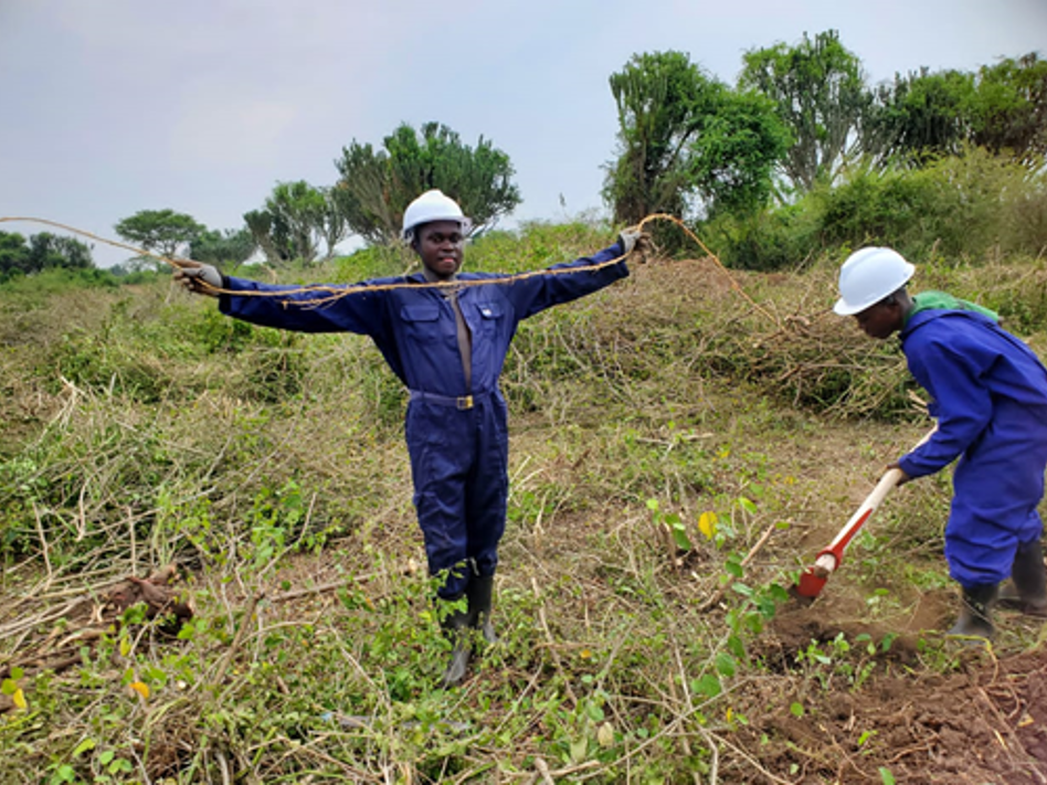 Invasive alien species being removed