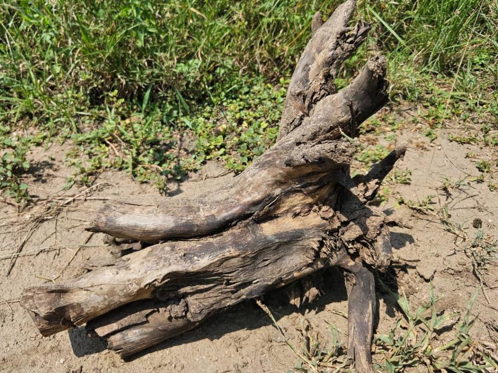 Sicklebush