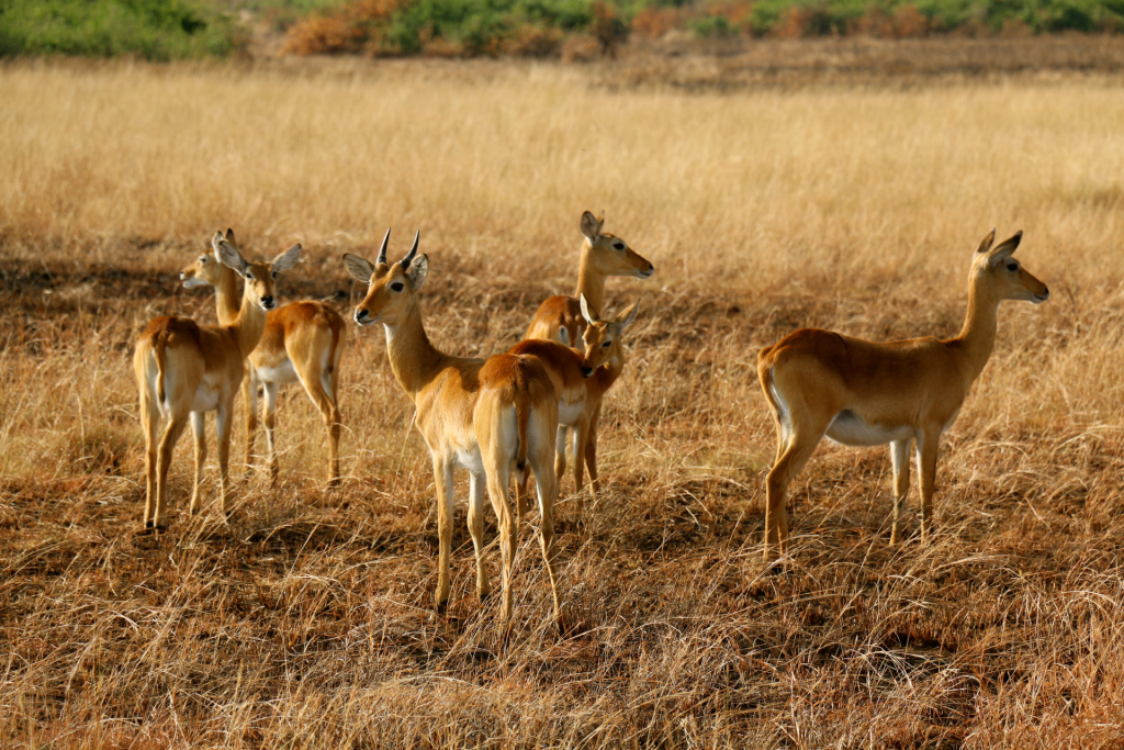 Wildlife stood in a field