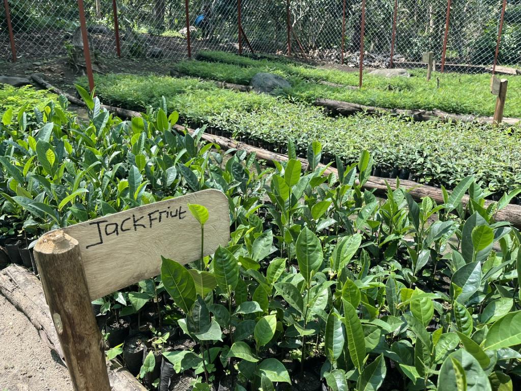 A local seedling nursery set up by community members to support livelihoods and reforestation in the Rwenzori Mountains landscape, East Africa.