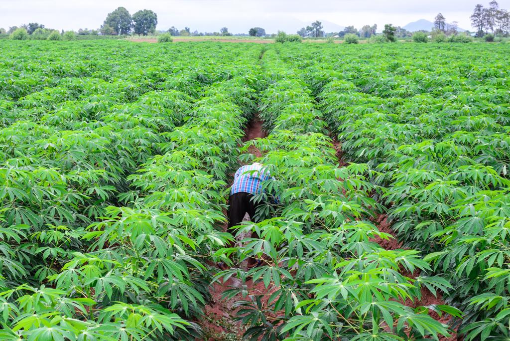 Thai farmer in plaid shirt weeding in cassava plantation.