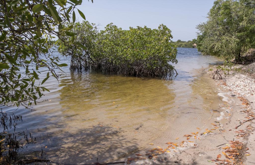 Beach among mangroves on the island of Sipo in the delta of the Sine and Saloum rivers of Senegal