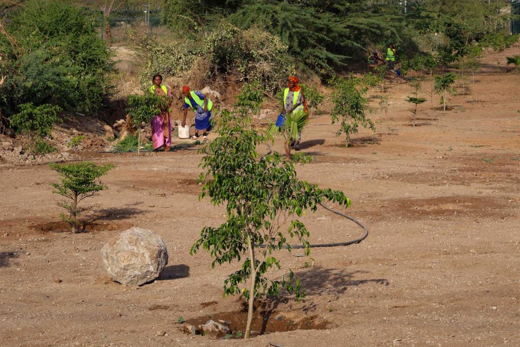 SUNCASA | Women working on a SUNCASA afforestation site in Dire Dawa, Ethiopia.