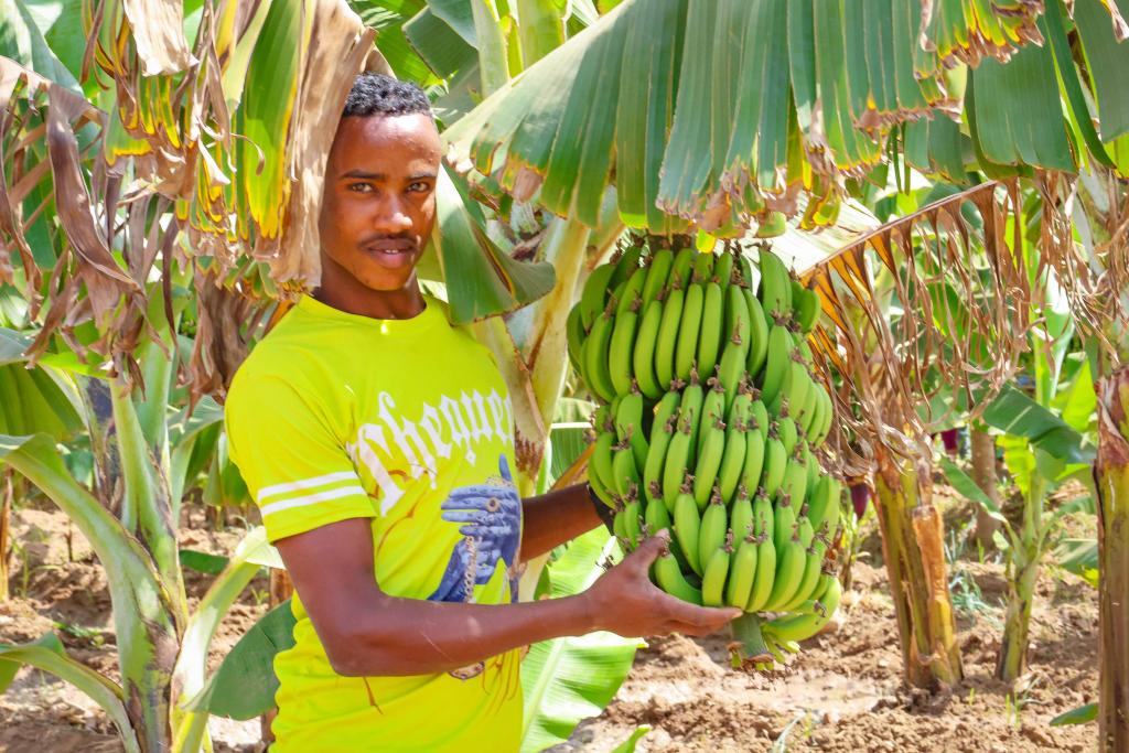 SUNCASA | Community member showing a bunch of bananas grown in a SUNCASA agroforestry site