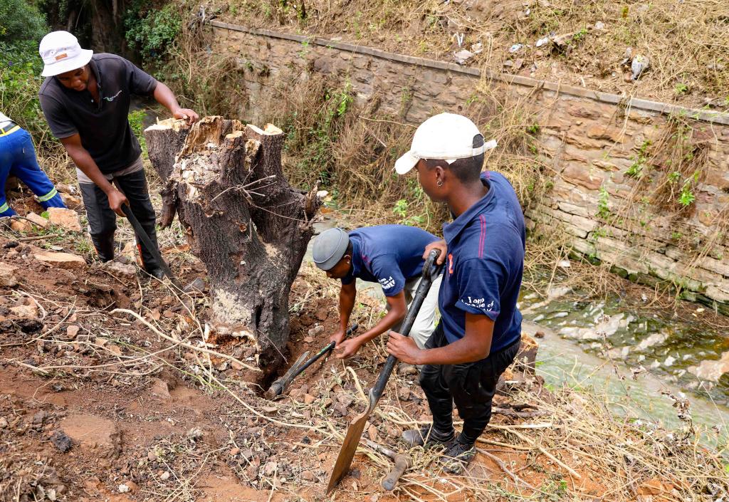 SUNCASA | Community removing invasive alien species next to Jukskei River in Johannesburg