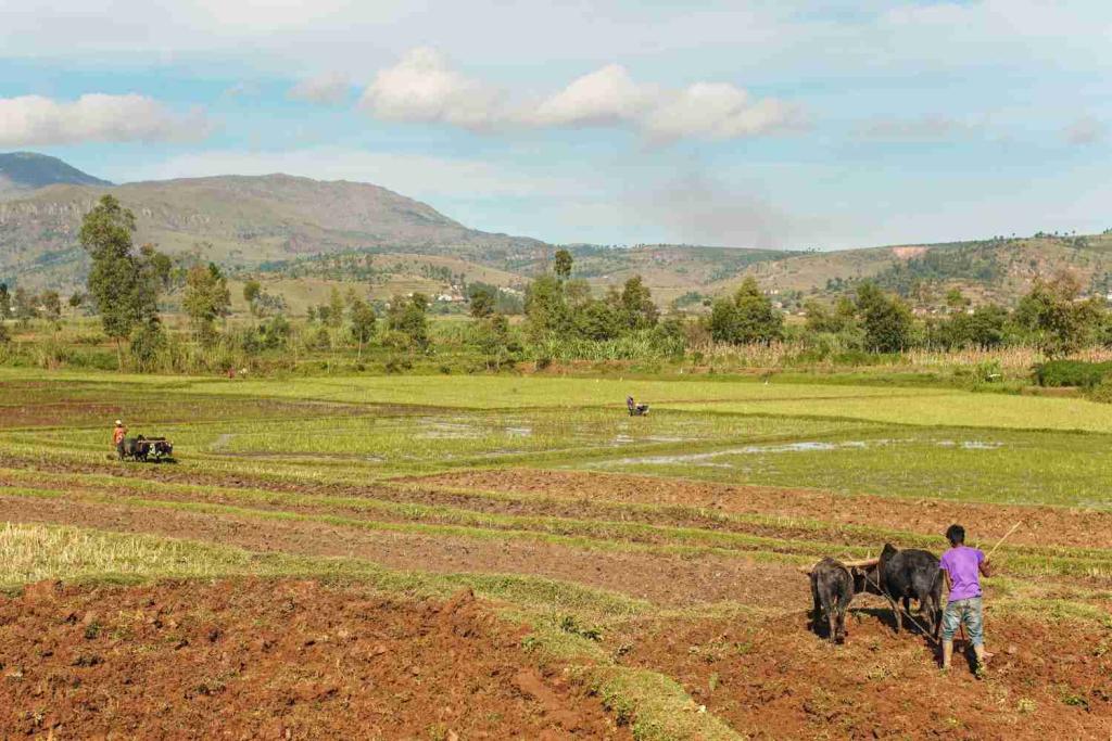 Malagasy farmer plowing rice field with two zebu