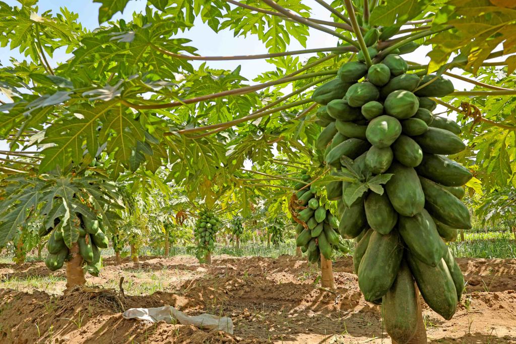 SUNCASA | Agroforestry in Dire Dawa, papaya.