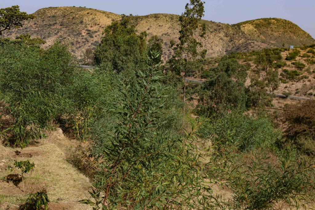 SUNCASA | Afforestation at Harla Kebele, acacia