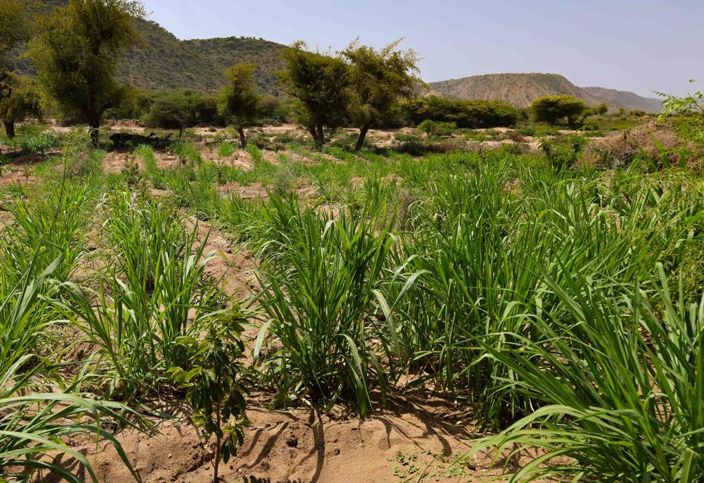 SUNCASA | Dire Dawa, Elephant grass