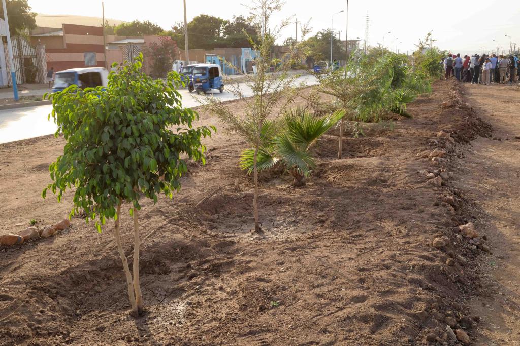 SUNCASA | Road gardens in Dire Dawa, Ethiopia.