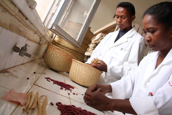 Two workers in white coats select beans for a school feeding program. For a story about COVID-19 and the hunger crisis.