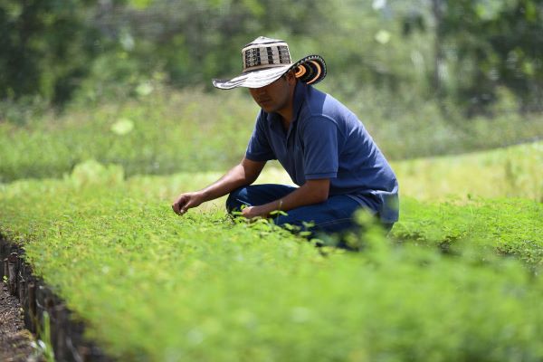 A farmer wearing a sunhat crouches down to inspect a bed of seedlings in Colombia