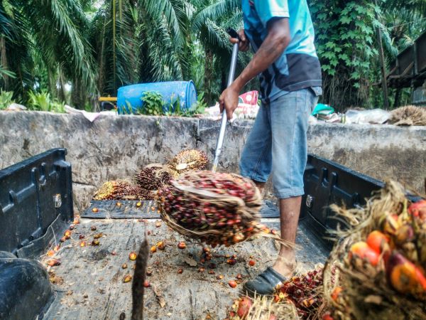 A palm oil worker shovels palm fruit kernels from a truck