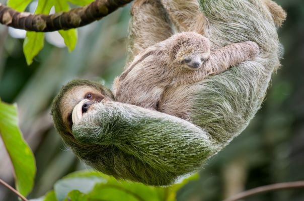 Mama sloth with baby sloth hanging together from a tree branch in their natural environment