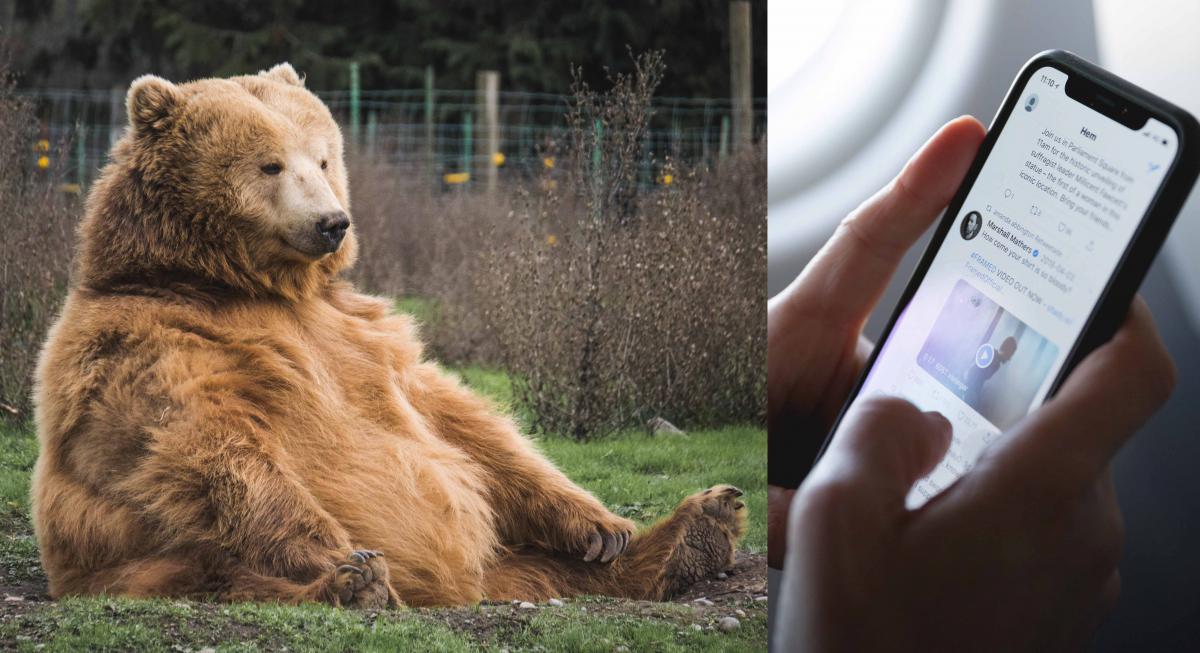 Bears and electronics share a hibernation habit