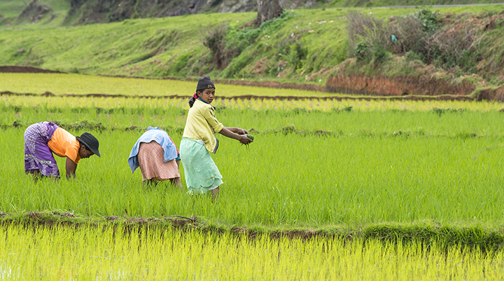 Madagascar rice field
