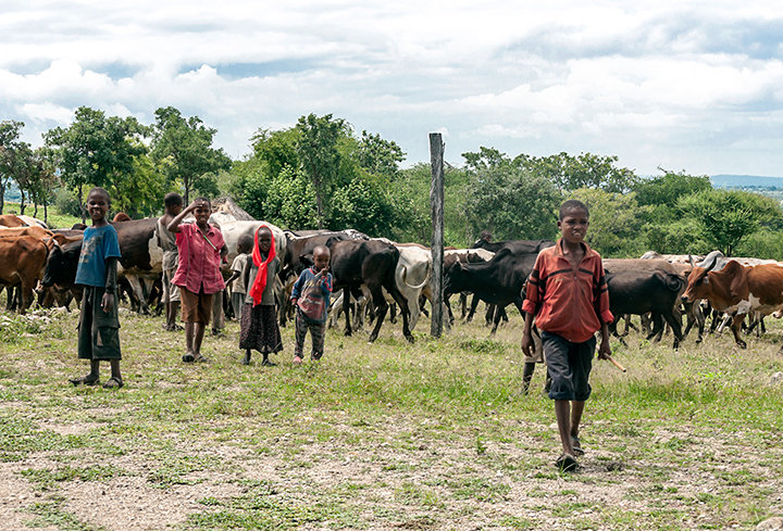 Tanzania cattle farmer