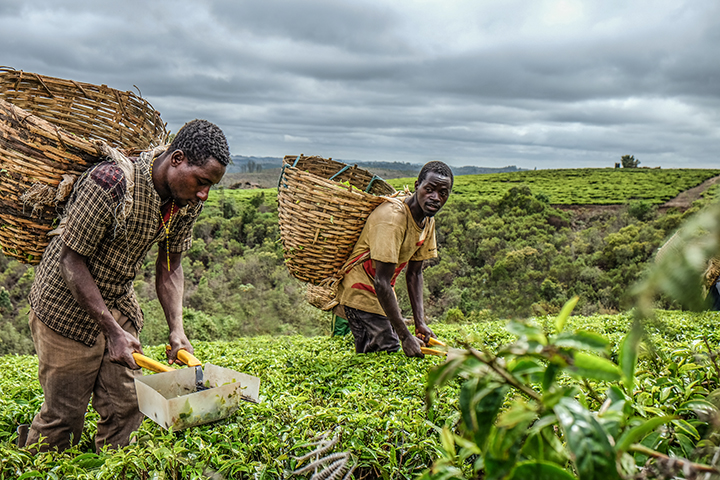 Tanzania tea farmers