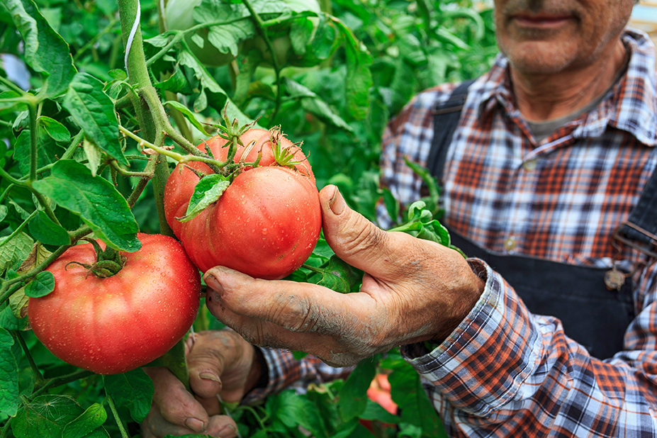 Tomato farmer