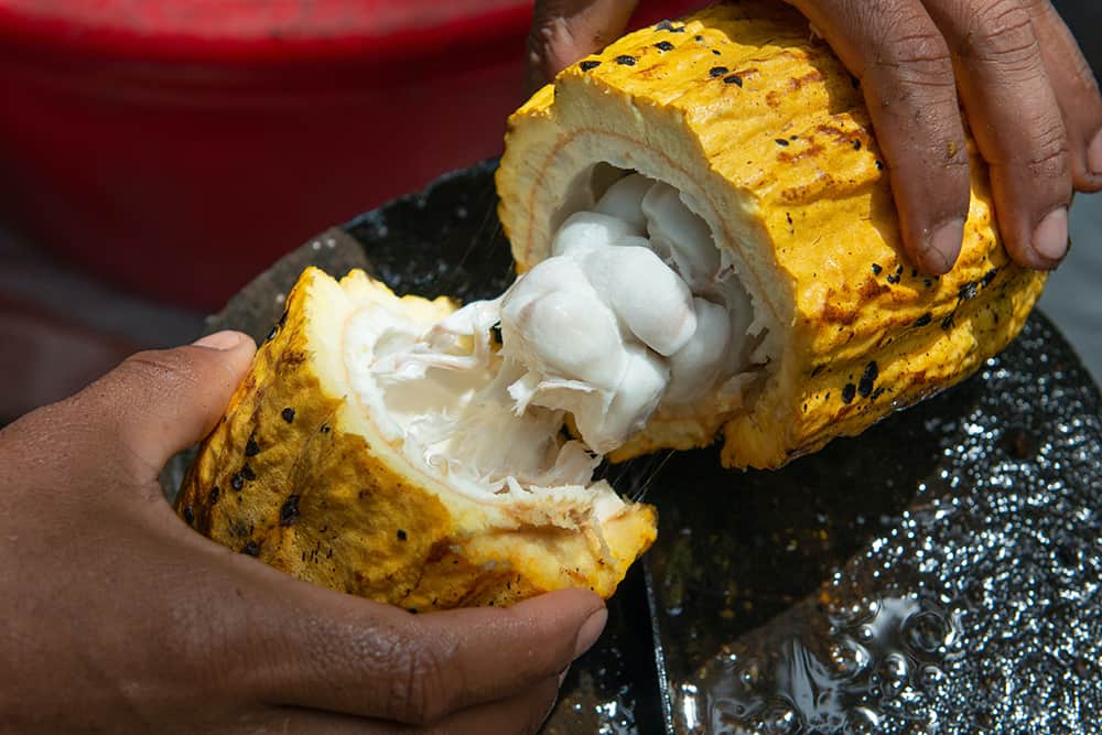 Person splitting a cacao pod