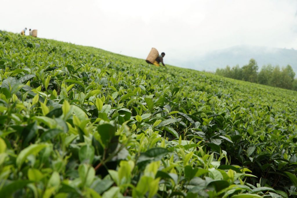 Farmer on tea plantation