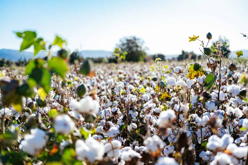 Improving Visibility in Cotton Supply Chains to Achieve Transparency