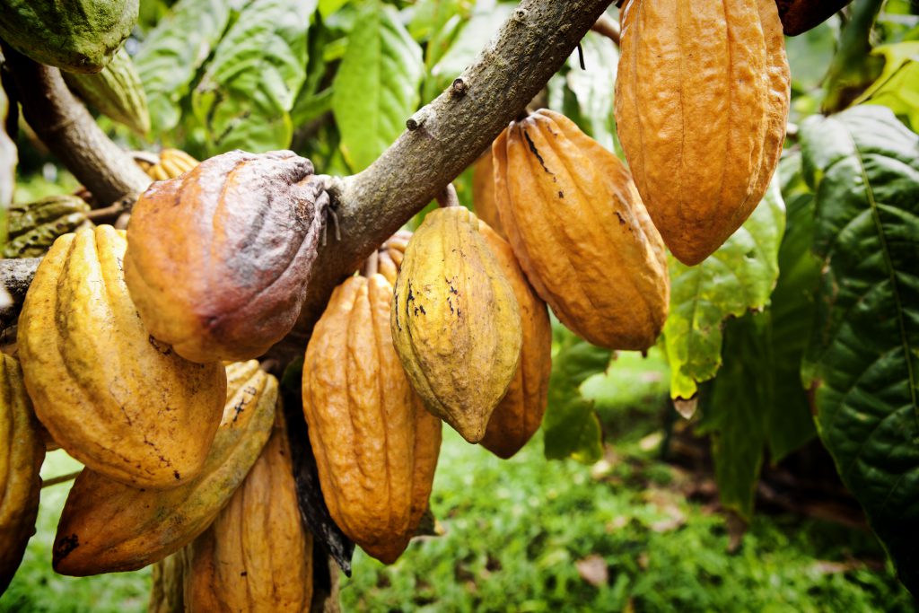 Branch with cacao
