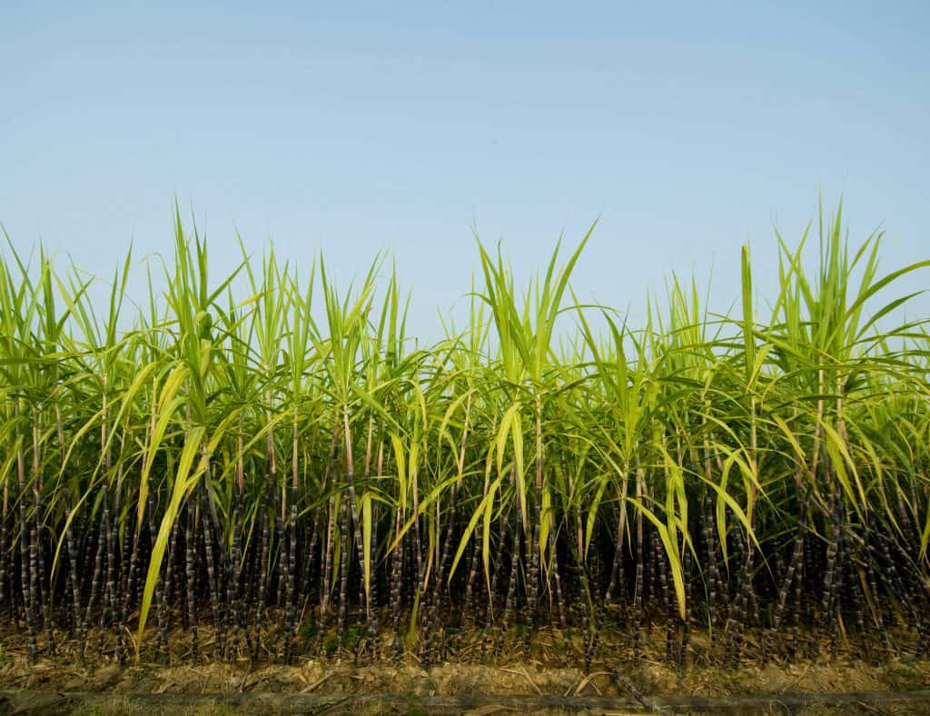 sugar cane stalks