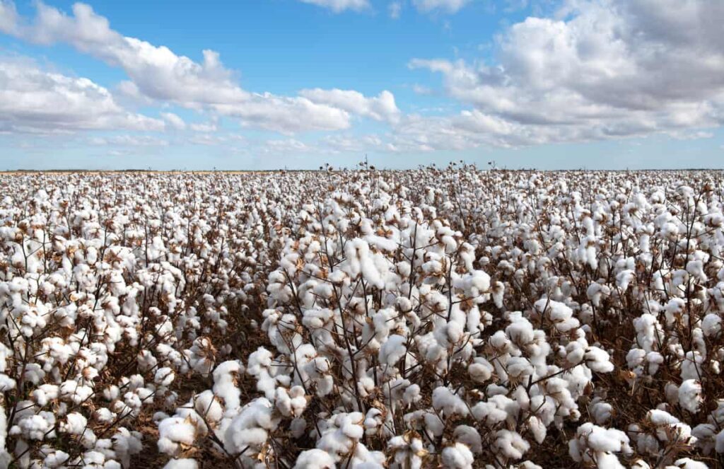 Cotton field