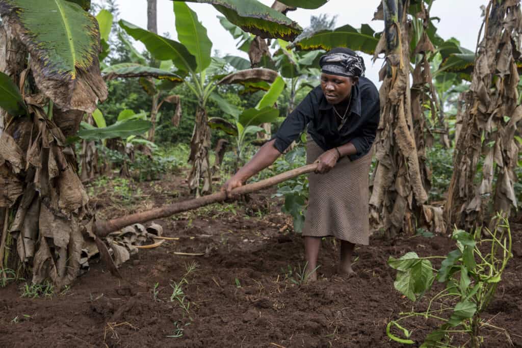 A farmer on a banana plantation in Uganda
