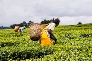 Women picking tea in Kenya