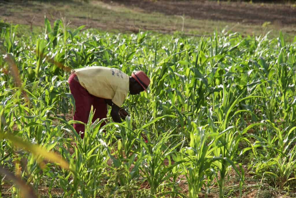 Man harvesting maize crops on a organic farm