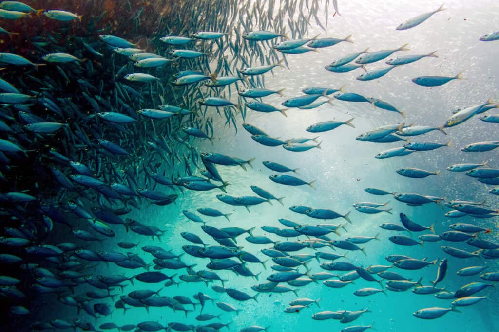 A school of fish