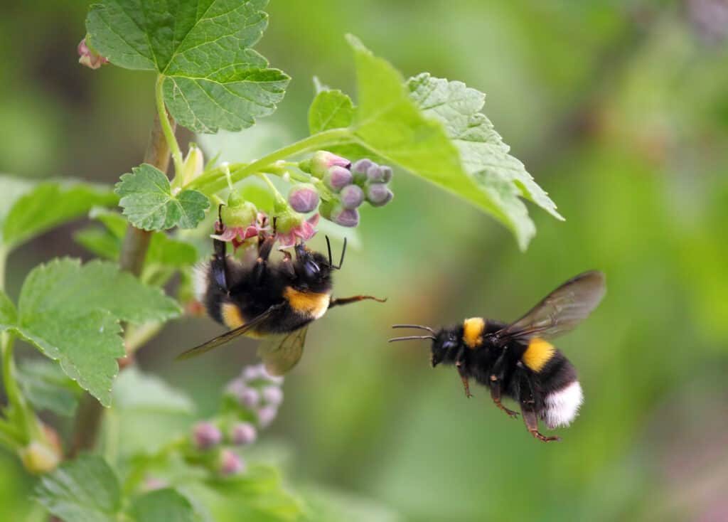 Bumbles bees