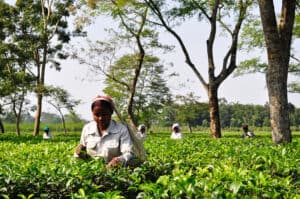Women plucking tea in India
