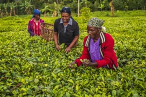Kenyan women plucking tea