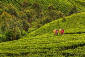 Tea pickers in Sri Lanka
