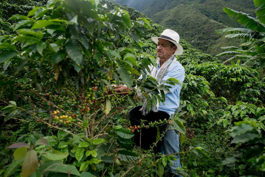 Coffee farmer in Colombia