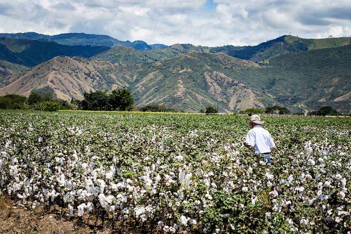Farmer in a cotton field