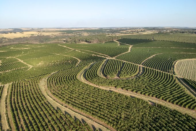 aerial view of green coffee field in Brazil