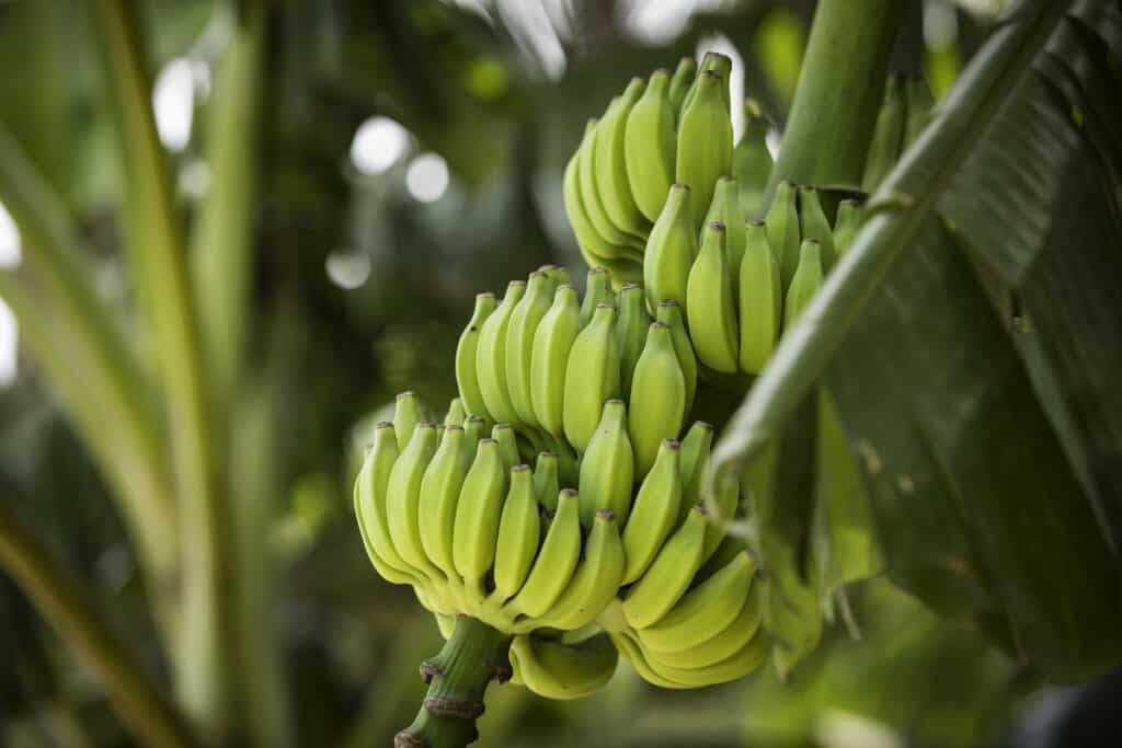 Banana tree
