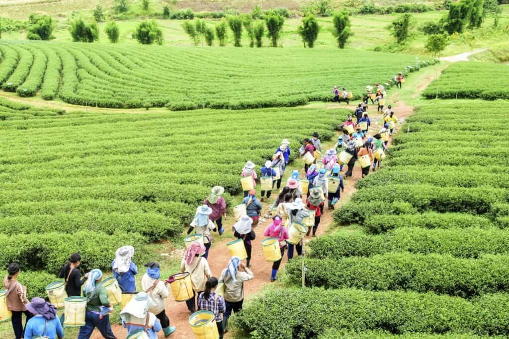 Tea pickers in rural Thailand