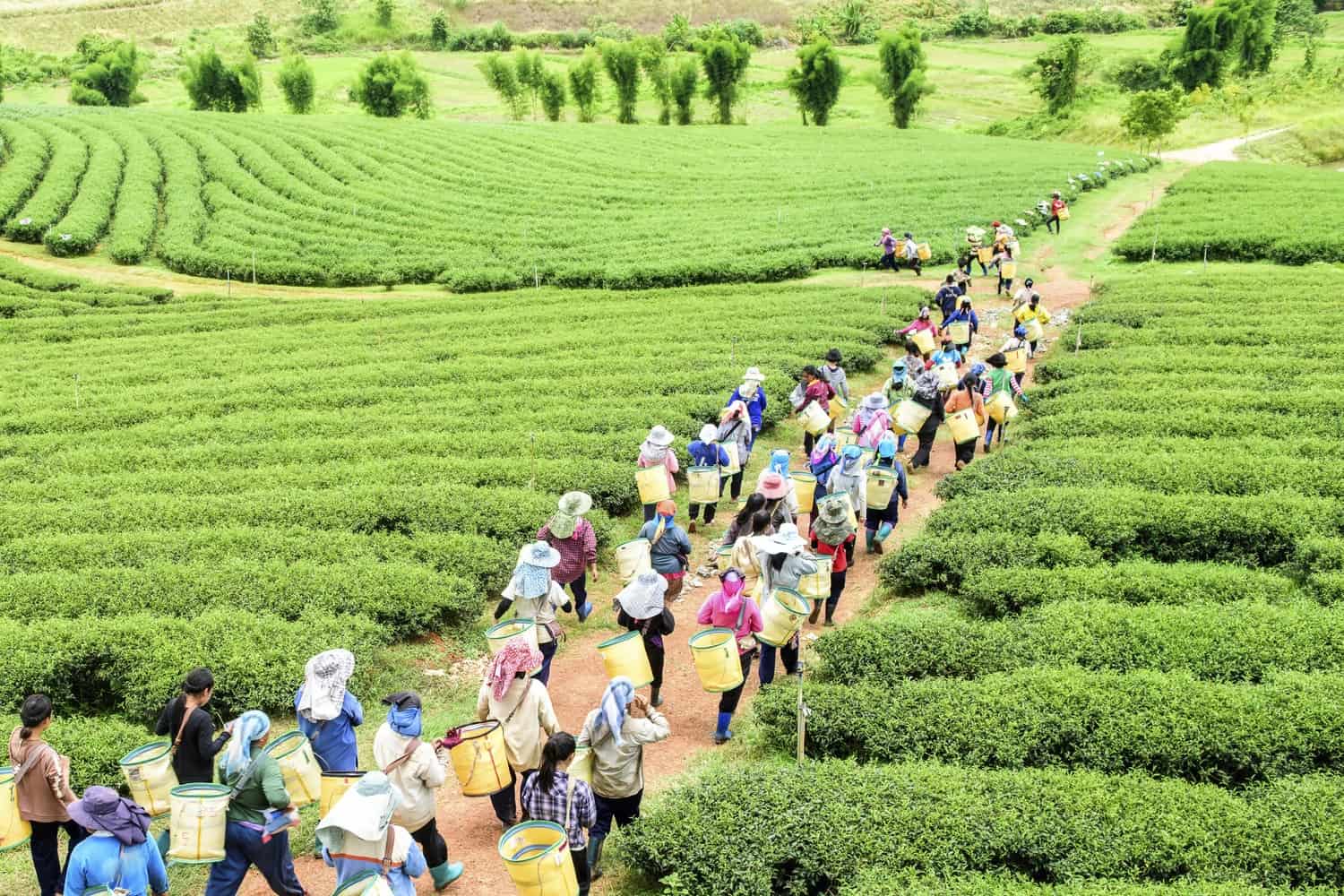 Хозяйство малайзии. Земледелие Малайзия. Чайные плантации Таиланд. Узбекистан чайные плантации. Малайзия хозяйство.